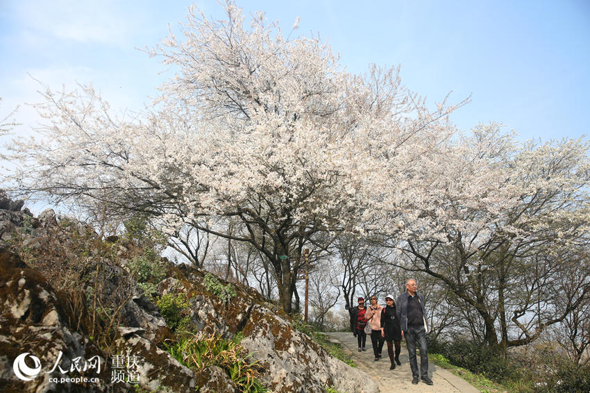 �������������ڻ����g�����ܴ���Ě�Ϣ������W �������z