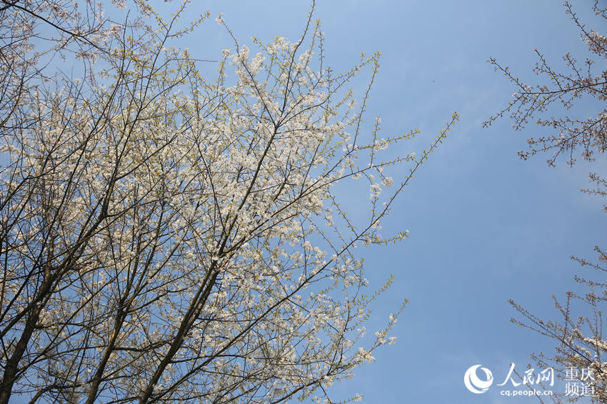 �山�^��ʢ�����ɽ�f��Ұ�ѻ�ӭ���`��������W �������z