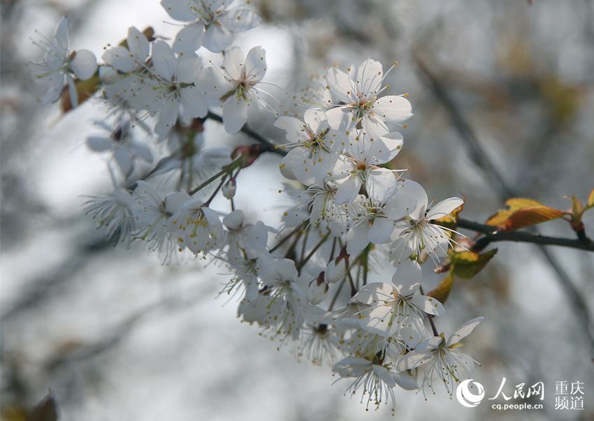 �山�^��ʢ�����ɽ�f��Ұ�ѻ�ӭ���`��������W �������z