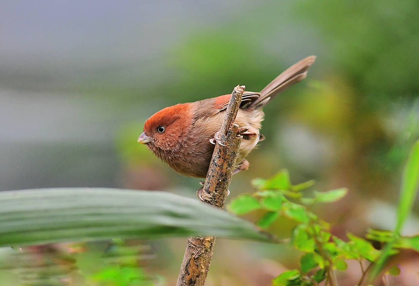 ɽֲ@ĔzĸNBĂz