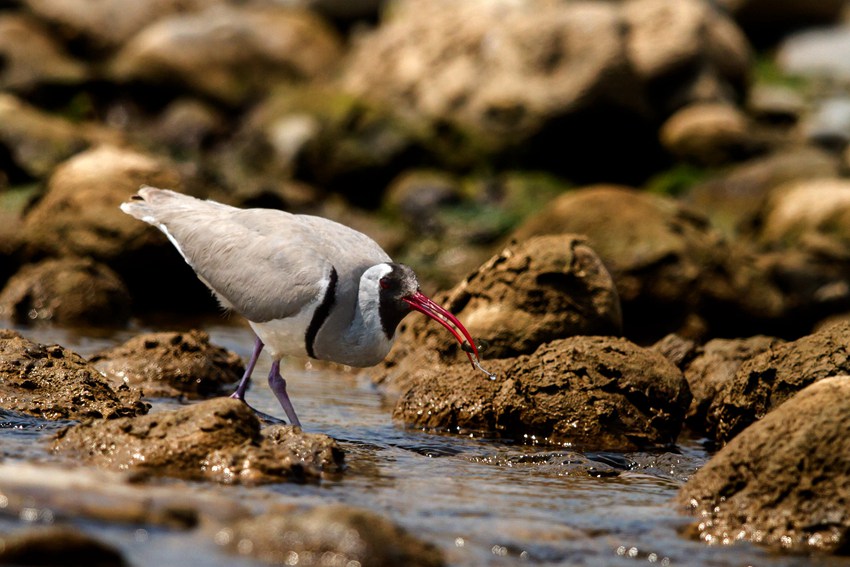 qؑcǿڿhؑc֘IֹD