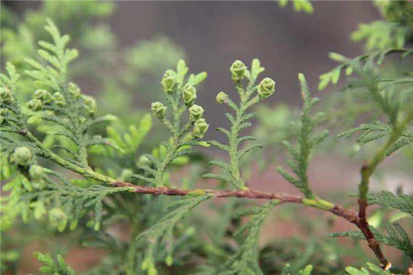 ȻoˣIUCNОќ^NЇֲ֮һ°ؑc֘IֹD