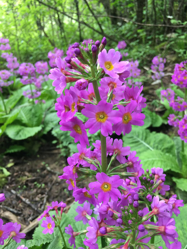 ؑcꎗlXҼȻo^lFĴ|_ư܊z