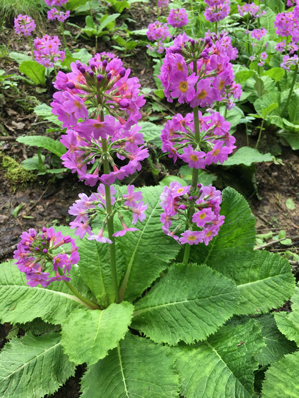 ؑcꎗlXҼȻo^lFĴ|_ư܊z