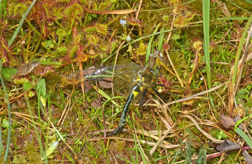 A~é˲ʳؑcҼȻo^̎D