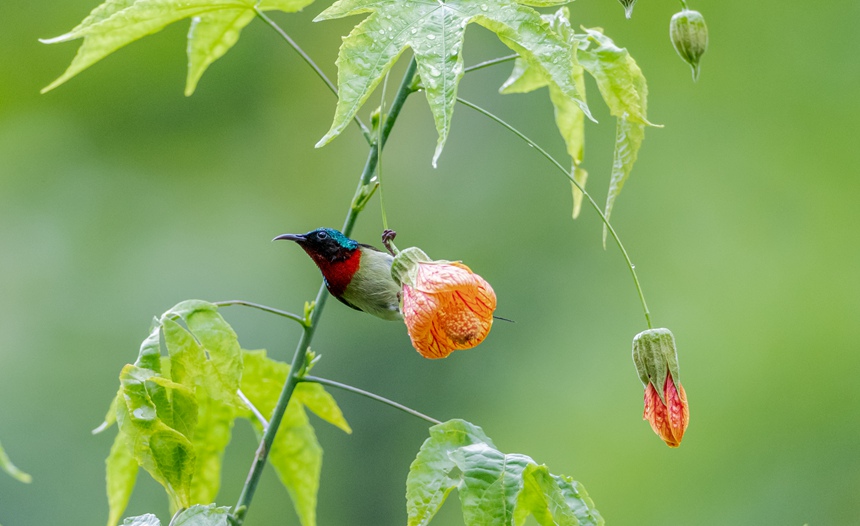 β̫Bؑcϴ^ɽ¾^g衱z