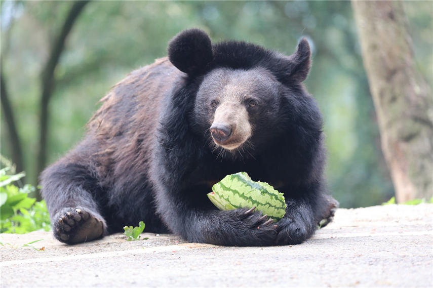 ܴڳԹBƤʣɽ z