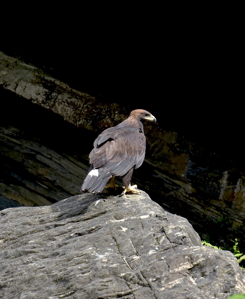 Ȼo^ܿҊNFɽh֘IֹD