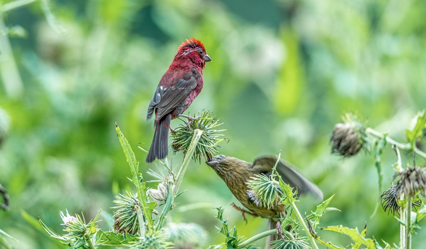 ؑcϴɽwľƼtȸz