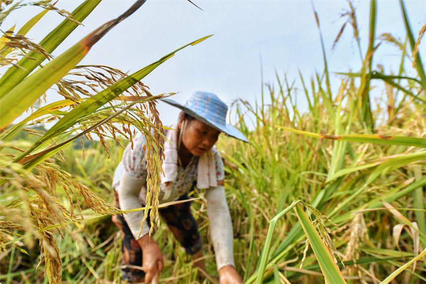 ����ץס�������ո��������z