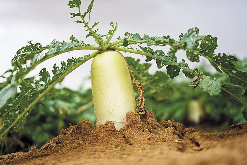 919ɹŞmɳĮɳĮԇл}ɳĮбŰl˳