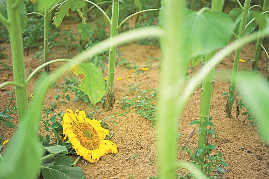 919ɹŞmɳĮɳĮԇлɳĮзNֲտo։