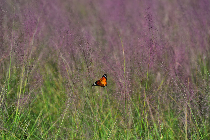 �Vꖍu����������B�ޏͅ^���pӯ�������V�ķ���˝M��������һ����@�ͮ�������z