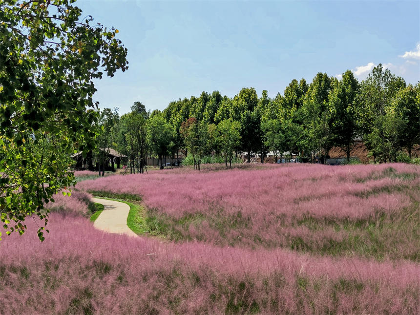 ��Ƭ�ķ������һ����ɫ�Į���������z