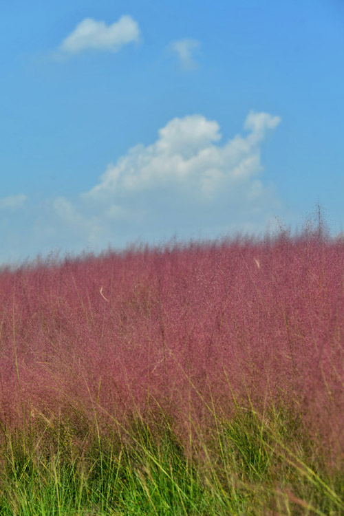 �h�h��ȥ����ɫ����Ұ������߅�Ĳ�ϼ����΢�L���p�p�uҷ������z