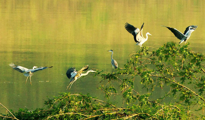 ԣnVꖍuGɫlչ˾D