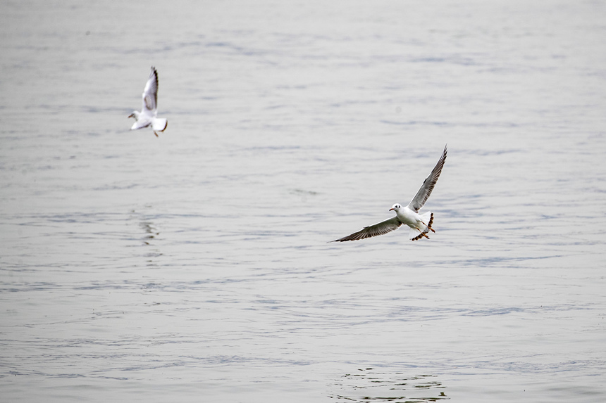 ؑcTɽR̎ӭttgz