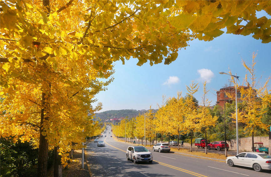 仙女鎮銀杏大道，車行其間令人心動。武隆景區供圖