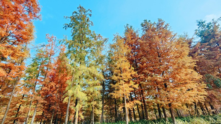 �Y���ǻ۹��@��������z