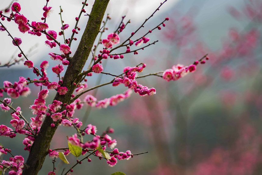 ֮ʹߡt÷Ȼ鶬һĨtCҲ˴ϢSMz