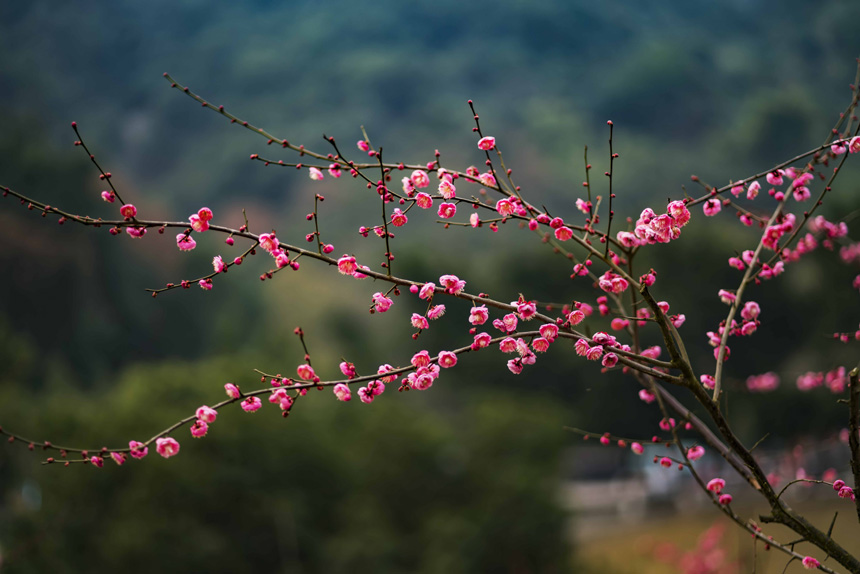 t÷`ooጷųƢķSMz