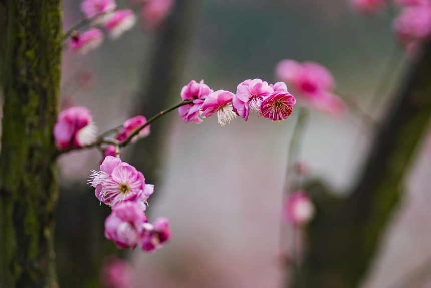 t÷`ooጷųƢķSMz