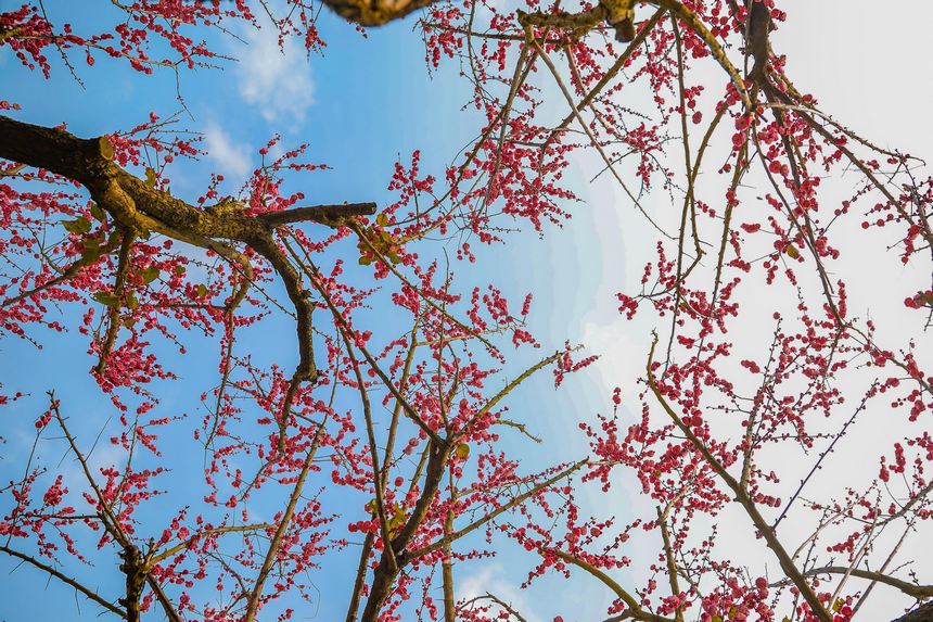 Vꖍu÷`o򴺁ؑc_^D