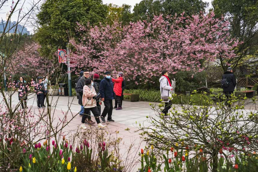 ɽֲ@ѻ`οǰ^pSMz