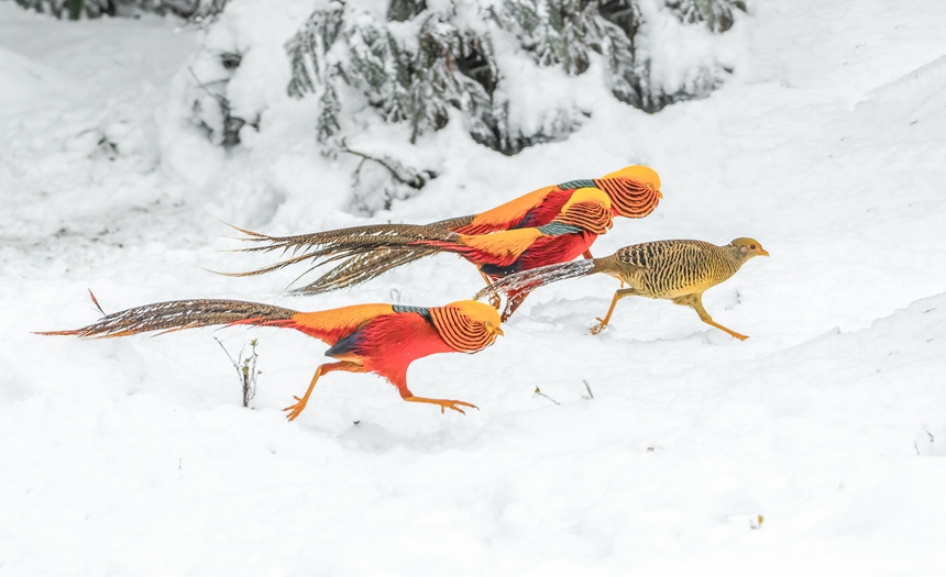 Bؑcϴ^ɽȻo^Ғʳz