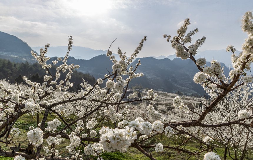 ؑcϴ^ɽԺǴɽ`ŵz