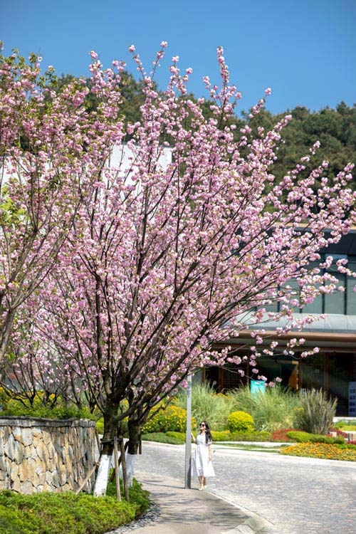 οؑcFɽƺɭֹ@pz