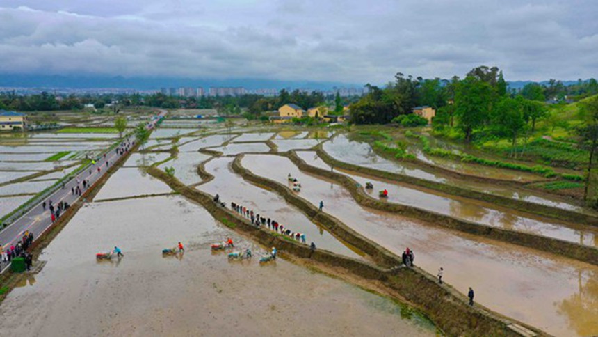 村民利用插秧機插秧。劉輝攝
