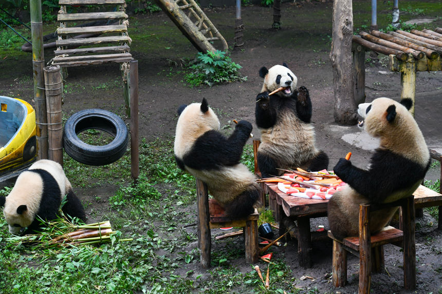 ؈ppءϲϲccʳuz