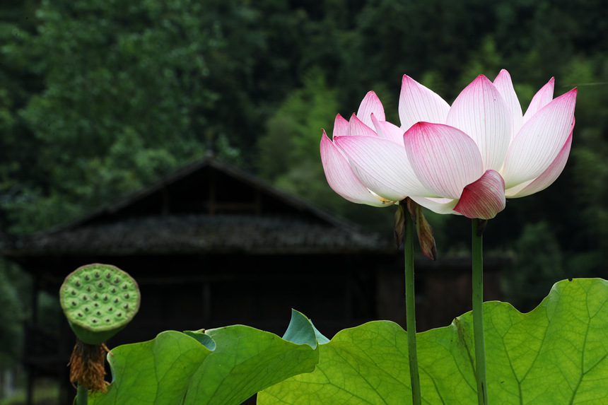 重慶市黔江區小南海鎮新建村土家十三寨荷田里的荷花。楊敏攝