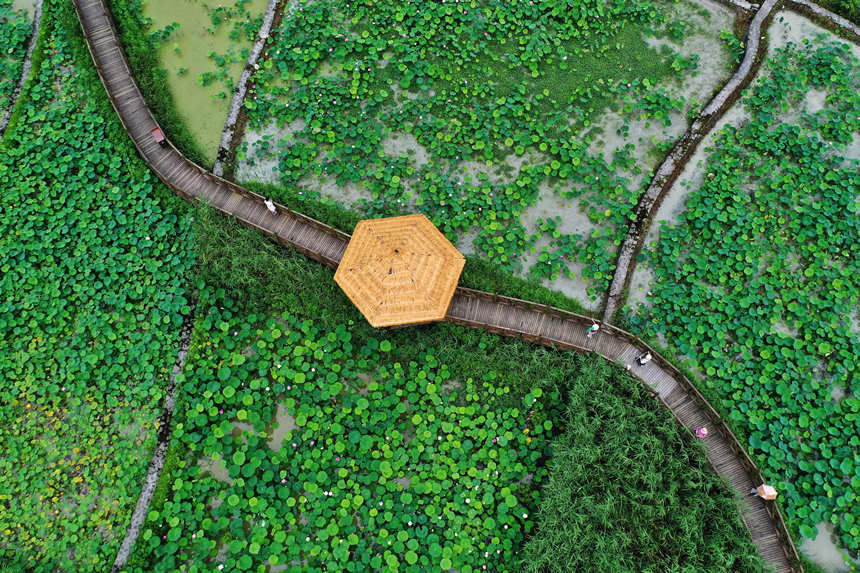 游客在重慶市黔江區小南海鎮新建村土家十三寨荷田里賞花。楊敏攝