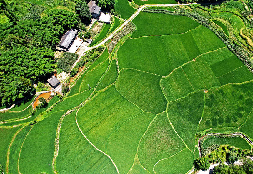 重慶涪陵青羊鎮興安村農作物豐收在望。黃河攝