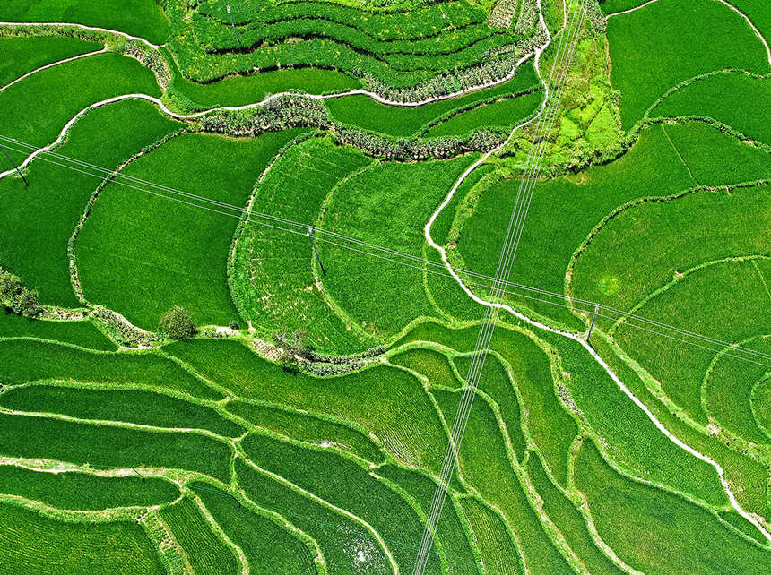 涪陵青羊鎮興園村田間，稻谷長勢喜人。黃河攝