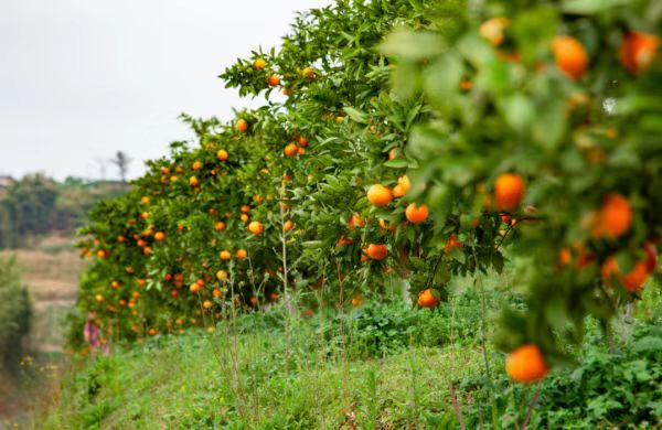無人果園掛果期。渝北區委網信辦供圖
