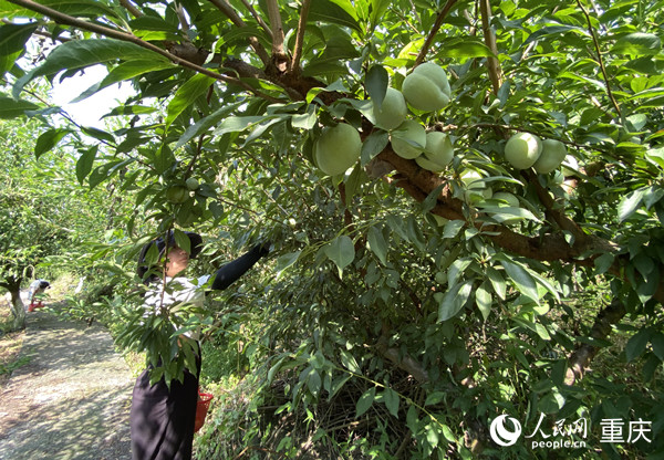市民在基地采摘仙桃李。人民網 劉政寧攝