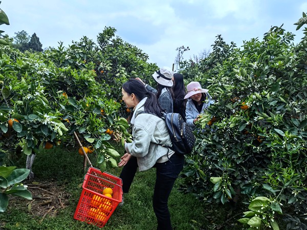 鄉村特色種植吸引游客紛至沓來（資料圖）。銅梁區委網信辦供圖