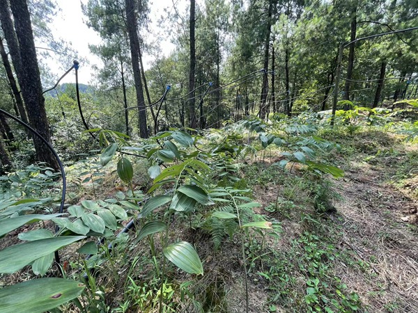 林下還原野生種植的黃精。夏祥洲攝