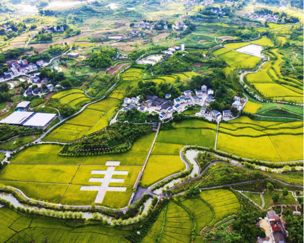 長壽區清邁良園里的稻田。長壽區委宣傳部供圖