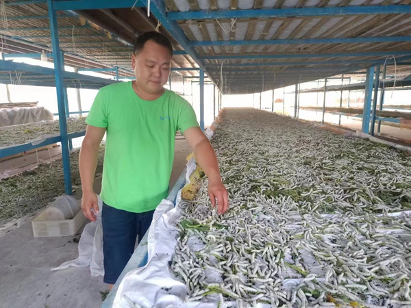 郭高奎正在疏蠶。張雪蓮攝