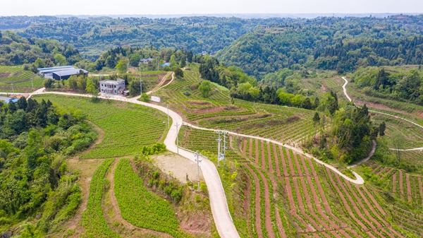 蠶桑種植基地鳥瞰圖。中敖鎮產業辦供圖
