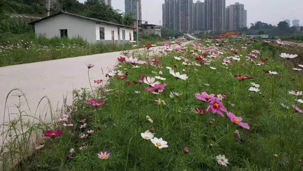 海棠村人居環境變美。界石鎮供圖