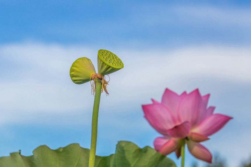 中江村荷花園并蒂蓮。瞿明斌攝