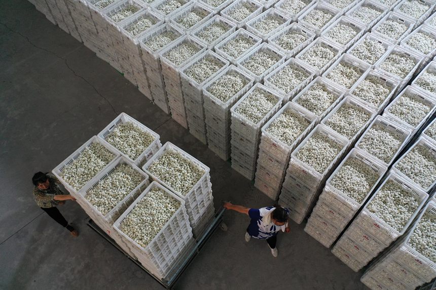 工人將烘烤好的夏蠶入庫。楊敏攝