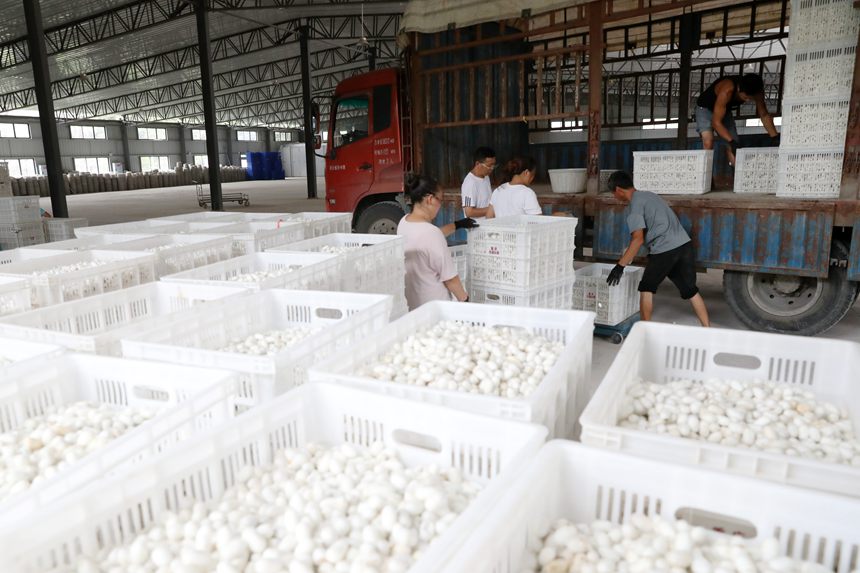 工人將烘烤好的夏蠶入庫。楊敏攝