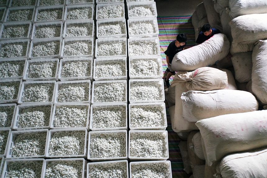 工人將烘烤好的夏蠶入庫。楊敏攝