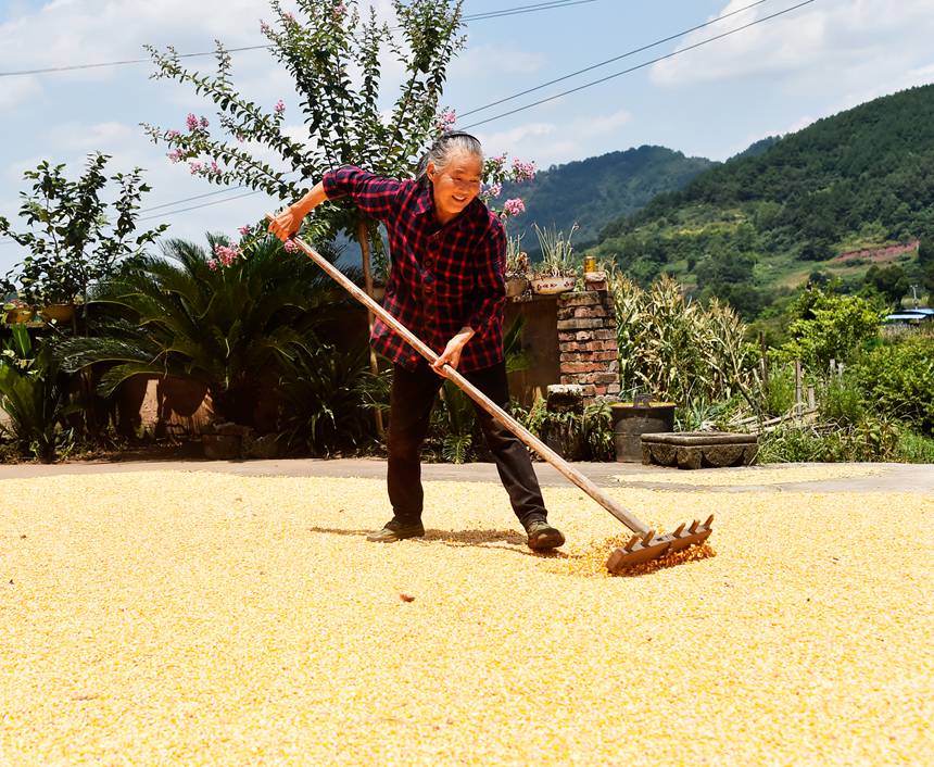 涪陵區青羊鎮群英村村民在晾曬玉米。黃河攝